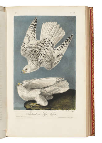 AUDUBON, John James (1785-1851) - photo 5