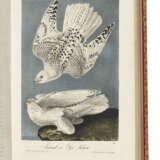 AUDUBON, John James (1785-1851) - photo 5
