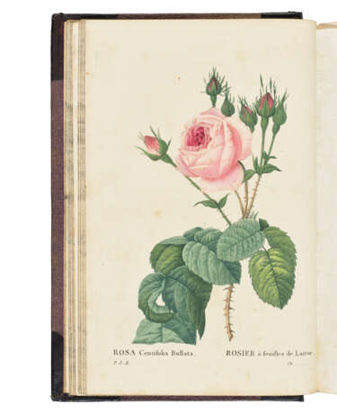 REDOUT&#201;, Pierre-Joseph (1759-1840) and Claude-Antoine THORY (1759-1827) - photo 1