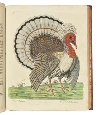 ALBIN, Eleazar (fl.1713-1559) - фото 1