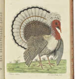 ALBIN, Eleazar (fl.1713-1559) - фото 1