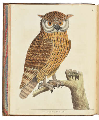 ALBIN, Eleazar (fl.1713-1559) - фото 2