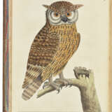 ALBIN, Eleazar (fl.1713-1559) - фото 2