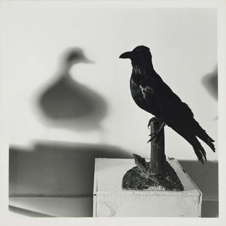 William Wegman. Duck - photo 1