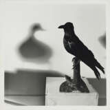 William Wegman. Duck - photo 1