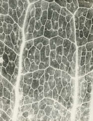 Jochen Lempert. Farn: Photosynthese 3