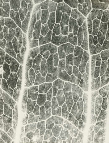 Jochen Lempert. Farn: Photosynthese 3 - photo 1