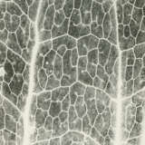 Jochen Lempert. Farn: Photosynthese 3 - photo 1