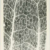 Jochen Lempert. Farn: Photosynthese 3 - photo 2