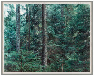 Thomas Struth. Paradise 20 (Bayrischer Wald)