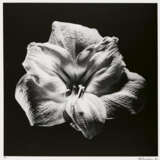 Robert Mapplethorpe. Flower - photo 1