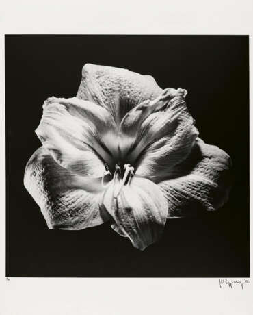Robert Mapplethorpe. Flower - photo 1 Robert Mapplethorpe. Flower - photo 1