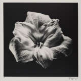 Robert Mapplethorpe. Flower - photo 2