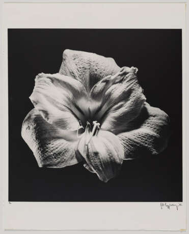 Robert Mapplethorpe. Flower - photo 2 Robert Mapplethorpe. Flower - photo 2