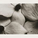Horst P. Horst. Cornus Kousa Korean Dogwood - photo 1