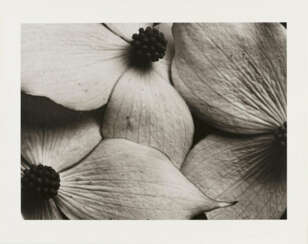 Horst P. Horst. Cornus Kousa Korean Dogwood