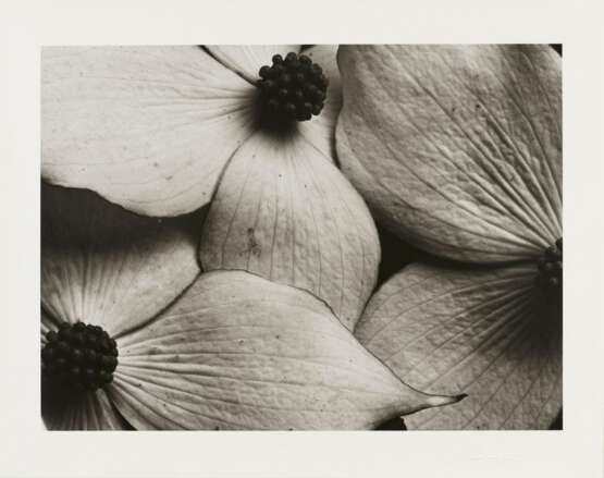 Horst P. Horst. Cornus Kousa Korean Dogwood - photo 1