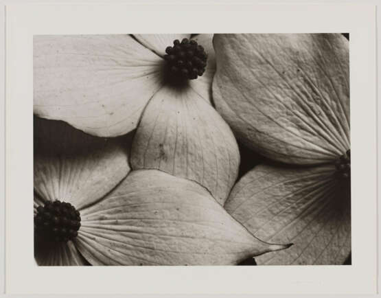 Horst P. Horst. Cornus Kousa Korean Dogwood - photo 2