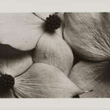 Horst P. Horst. Cornus Kousa Korean Dogwood - photo 2