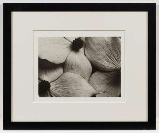 Horst P. Horst. Cornus Kousa Korean Dogwood - photo 4