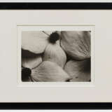 Horst P. Horst. Cornus Kousa Korean Dogwood - photo 4