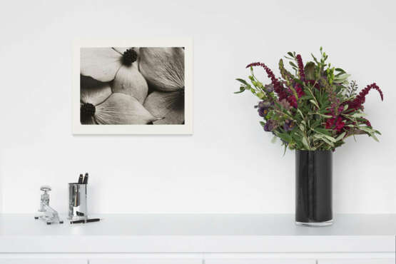 Horst P. Horst. Cornus Kousa Korean Dogwood - photo 5