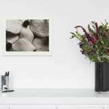 Horst P. Horst. Cornus Kousa Korean Dogwood - photo 5