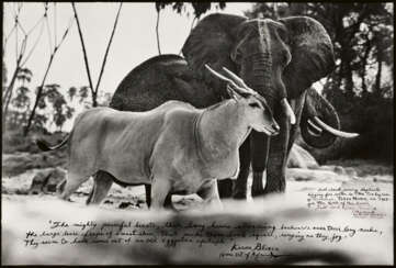 Peter Beard. Bull Eland Passing Elephants Digging for Water in the Tiva Dry River