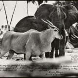 Peter Beard. Bull Eland Passing Elephants Digging for Water in the Tiva Dry River - photo 1