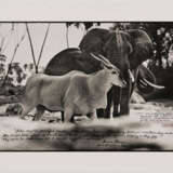Peter Beard. Bull Eland Passing Elephants Digging for Water in the Tiva Dry River - photo 2