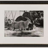 Peter Beard. Bull Eland Passing Elephants Digging for Water in the Tiva Dry River - photo 4