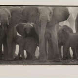 Peter Beard. The End of the Game - photo 2