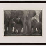 Peter Beard. The End of the Game - photo 4