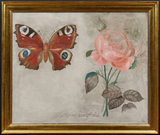 Jiri Anderle. Rosa centifolia - photo 2