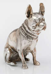 Französische Bulldogge