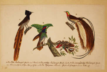 German artist, nature studies, black ink watercolour on paper, both sides with birds etc. early 19. century