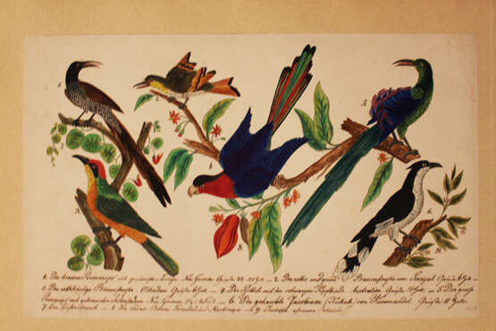 German artist,  nature studies,  black ink watercolour on paper,  both sides with birds etc. early 19. century - Foto 2