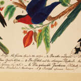 German artist,  nature studies,  black ink watercolour on paper,  both sides with birds etc. early 19. century - Foto 3