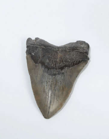Fossil, Megalodonzahn - фото 1 Fossil, Megalodonzahn - фото 1