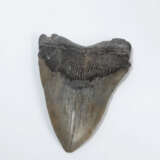 Fossil, Megalodonzahn - фото 1