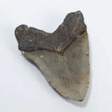 Fossil, Megalodonzahn - фото 2