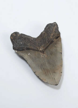 Fossil, Megalodonzahn - фото 2 Fossil, Megalodonzahn - фото 2