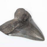 Fossil, Megalodonzahn - фото 1