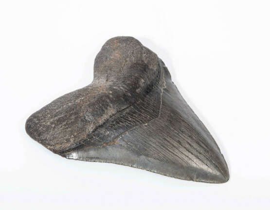 Fossil, Megalodonzahn - фото 1