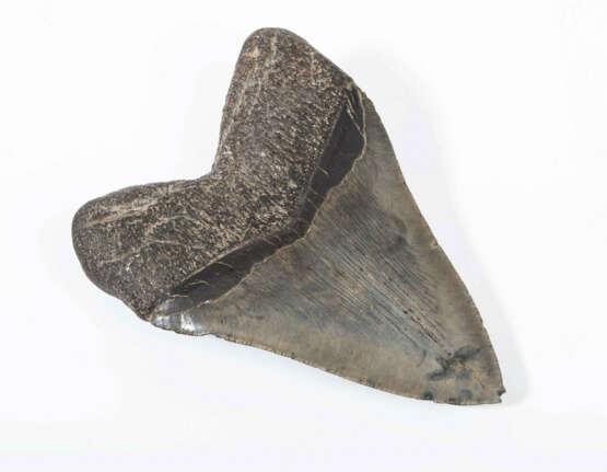 Fossil, Megalodonzahn - фото 2