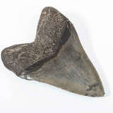 Fossil, Megalodonzahn - фото 2