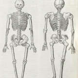 Lacuna, A. - photo 3