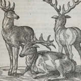 Du Fouilloux, J. - photo 3