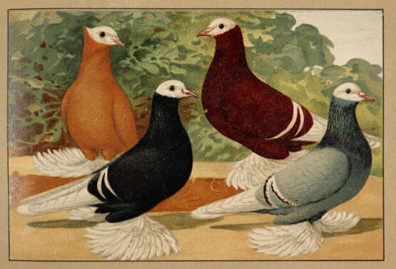 Schachtzabel, E. - photo 2