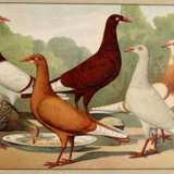 Schachtzabel, E. - photo 3